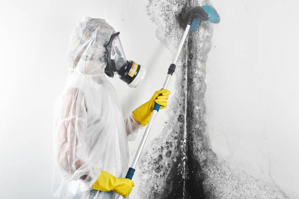  Lake Dallas, TX Mold Removal Pros